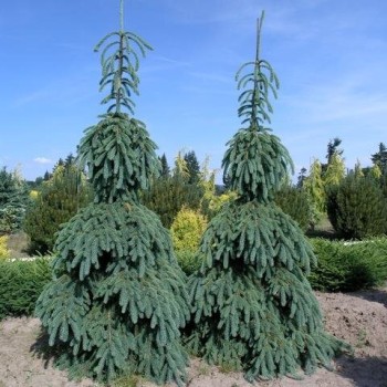 Egle, Kanādas ,,Pendula,, /Picea glauca/ - C30 kont., 160-180cm.