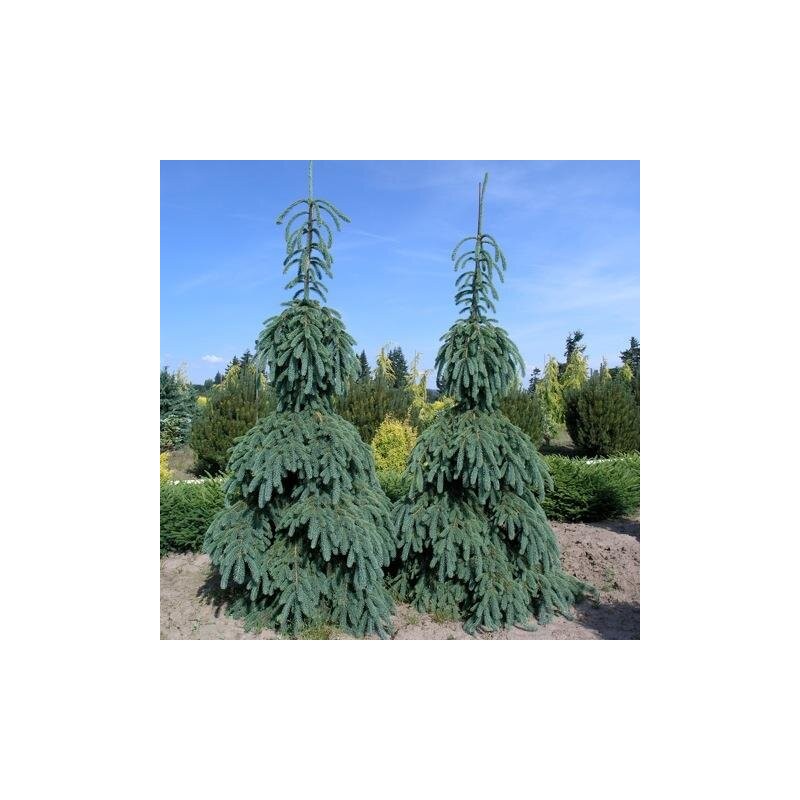 Egle, Kanādas ,,Pendula,, /Picea glauca/ - C30 kont., 160-180cm.