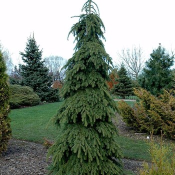 Egle, Kanādas ,,Pendula,, /Picea glauca/ - C30 kont., 160-180cm.