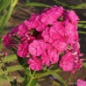 % Floksis, liellapu "Skootekitehi" /Phlox amplifolia/ - C2 kont.