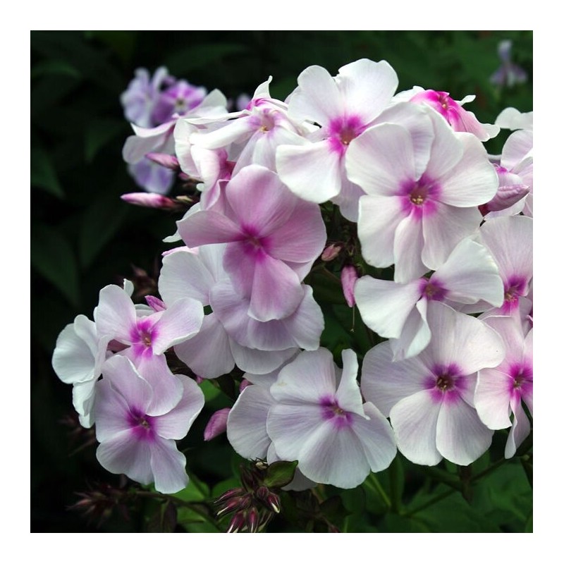 Floksis, skarainais "Atlant" /phlox paniculata/ - C2 kont.