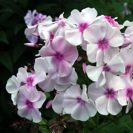 Floksis, skarainais "Atlant" /phlox paniculata/ - C2 kont.