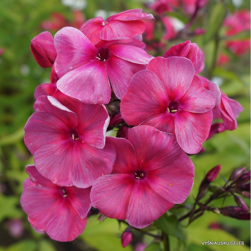 Floksis, skarainais "Dymczatnyj Koral" /phlox paniculata/ - C2 kont.