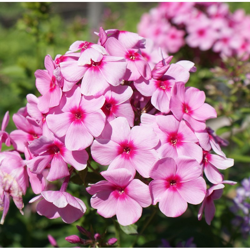 Floksis, skarainais "Flamingo" /phlox paniculata/ - C2 kont.