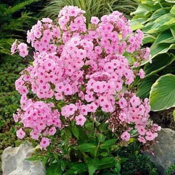 Floksis, skarainais "Flamingo" /phlox paniculata/ - C2 kont.