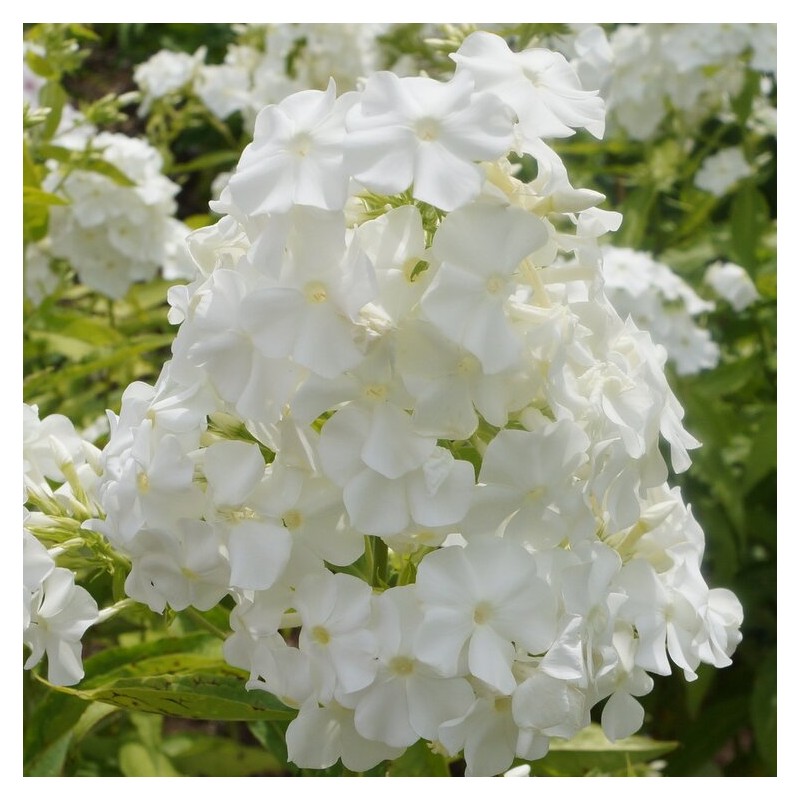 Floksis, skarainais "Merlinka" /phlox paniculata/ - C2 kont.