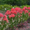 Floksis, skarainais "Tequila Sunrise" /phlox paniculata/ - C2 kont.