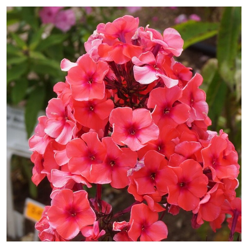 Floksis, skarainais "Tequila Sunrise" /phlox paniculata/ - C2 kont.