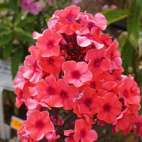 Floksis, skarainais "Tequila Sunrise" /phlox paniculata/ - C2 kont.