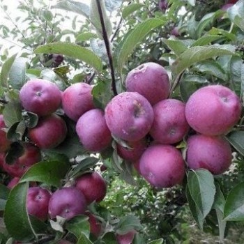 Ābele, rudens ,,Paulared, /malus domestica/ - 120-160cm