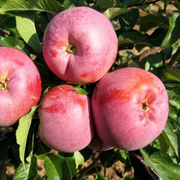 Ābele, ziemas ,,Florina" /malus domestica/ - 120-160cm