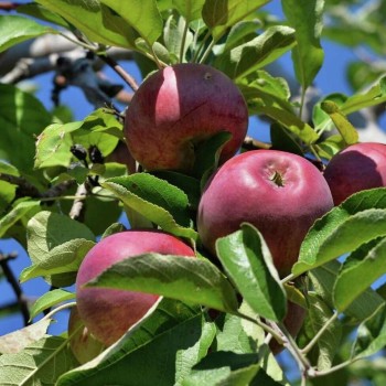 Ābele, ziemas ,,Florina" /malus domestica/ - 120-160cm