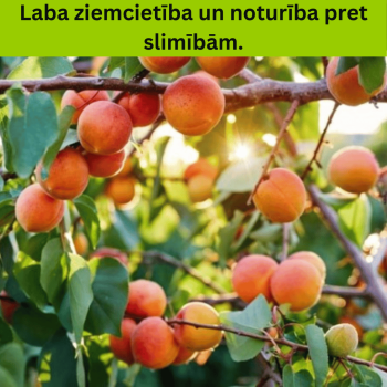 Aprikoze ,,Harcot,, /prunus...