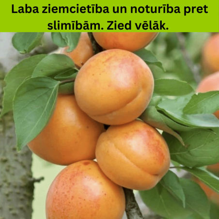 Aprikoze ,,Harlayne,, /prunus armeniaca/ (vidēji agrā) - 140-180cm