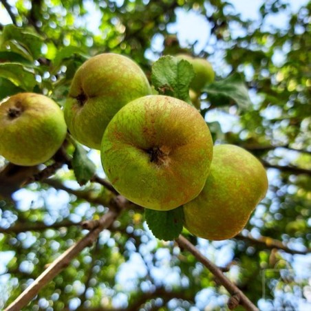 Ābele, ziemas "Szara Reneta", /Malus domestica/ - 120-160cm