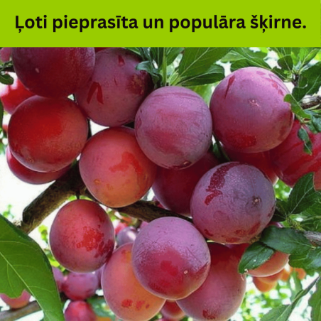 Plūme, hibrīdplūme ,,Skoroplodnaja,, /prunus cerasifera/ (agrā) - 120-160cm