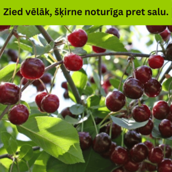 Ķirsis ,,Tamaris,, /prunus...