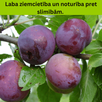 Plūme, mājas "Ave" /Prunus...