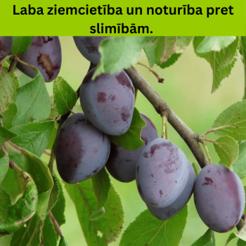 Plūme, mājas "Bluefree" /Prunus domestica/ (vidēji vēlā) - 160-180cm