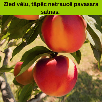 Nektarīns ,,Harco,, /prunus...