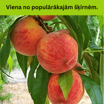 %Persiks ,,Inka,, /prunus...