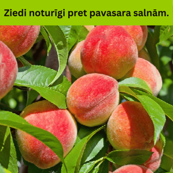 Persiks ,,Sočnij,, /prunus...