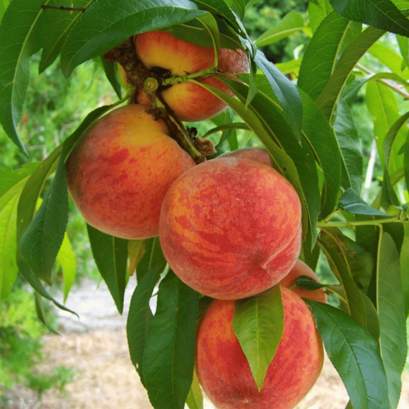 Persiks "Viktors" /Prunus persica/ (vēlais) - 140-180cm