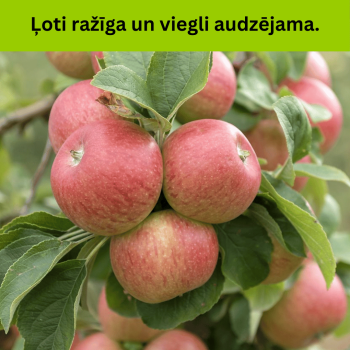 % Ābele, rudens ,,Delikates,, /malus domestica/ - 120-160cm