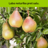 Bumbiere, rudens ,,Carola,, /pyrus/ - 120-160cm