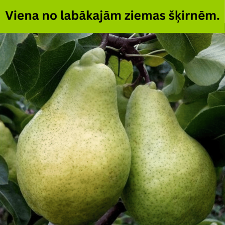 Bumbiere, ziemas ,,Ksena,, /pyrus/ - 120-160cm