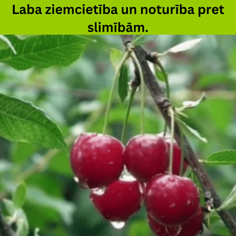 %Ķirsis, saldais ,,Karina,, /prunus avium/ (vidēji vēlais) - 140-180cm