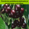 Ķirsis, saldais ,,Ļeningradas Melnais,, /prunus avium/ (agrais) - 140-180cm