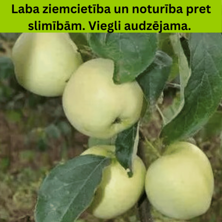 Ābele, vasaras ,,Alyvine,, /malus domestica/ - 120-160cm