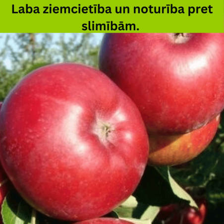 Ābele, vasaras ,,Doč melba,, /malus domestica/ - 120-160cm