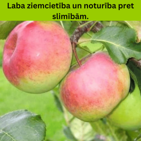 Ābele, ziemas ,,Aldas,, /malus domestica/ - 120-160cm