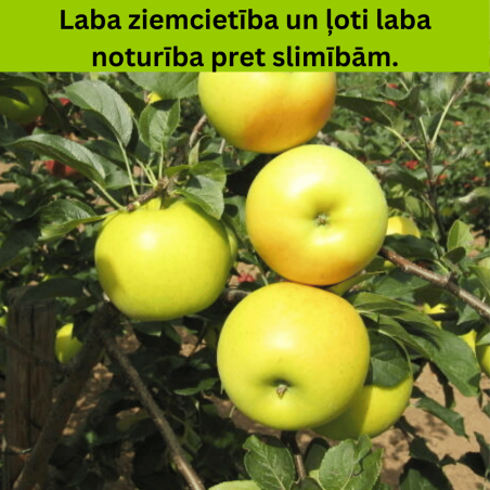 Ābele, ziemas ,,Bohemia Gold,, /malus domestica/ - 120-160cm