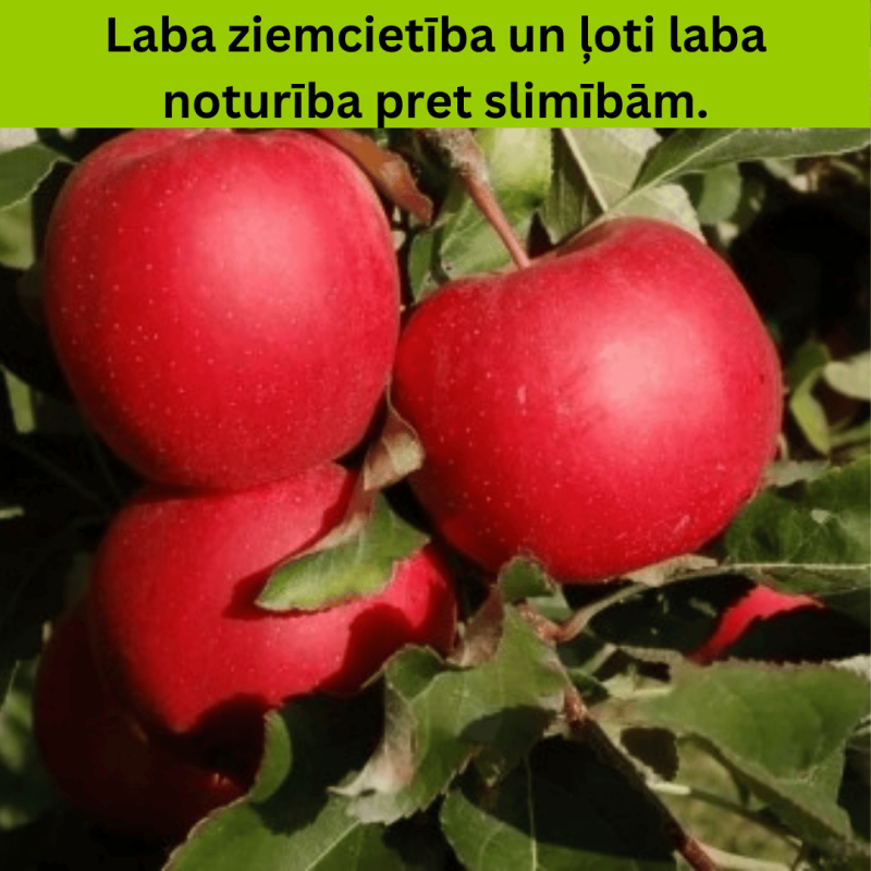 Ābele, ziemas ,,Bohemia,, /malus domestica/ - 120-160cm