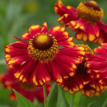 Helēnija "Bruno" /helenium/...