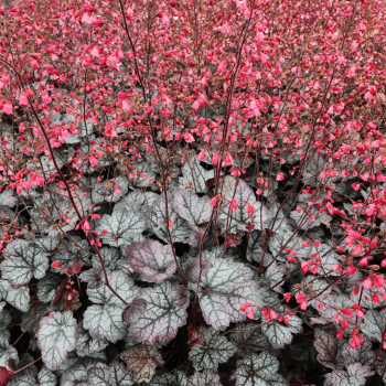 Heihēra "Glitter" /heuchera/ - C2 kont. - spēcīgs stāds