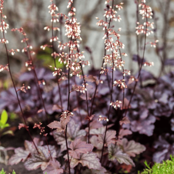 Heihēra "Obsidian" /heuchera/ - C2 kont. - spēcīgs stāds