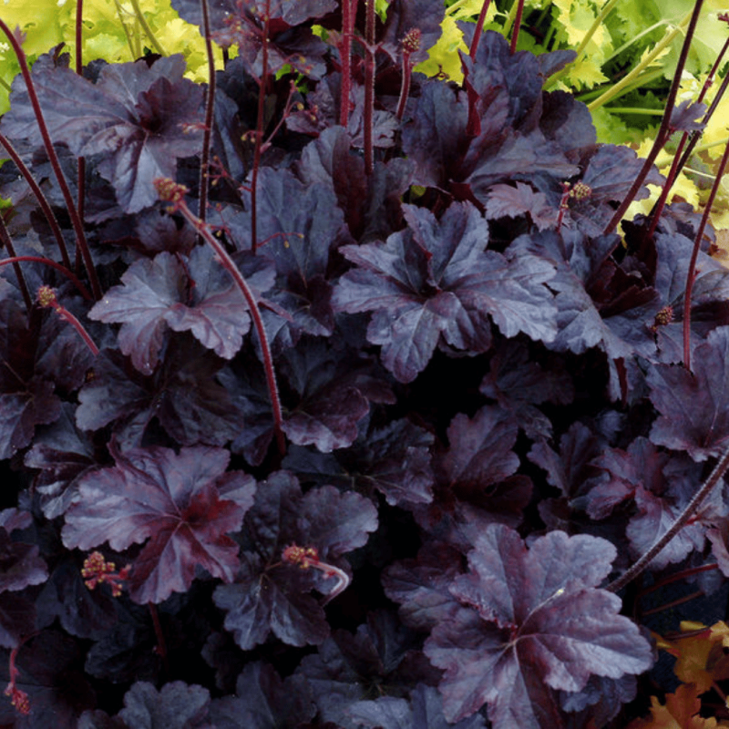 Heihēra "Obsidian" /heuchera/ - C2 kont. - spēcīgs stāds