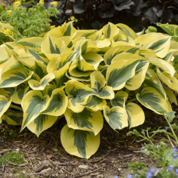 Hosta 'Autumn Frost'...