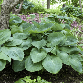 Hosta 'Big Daddy' /Hosta/ - C3 kont. -spēcīgs stāds