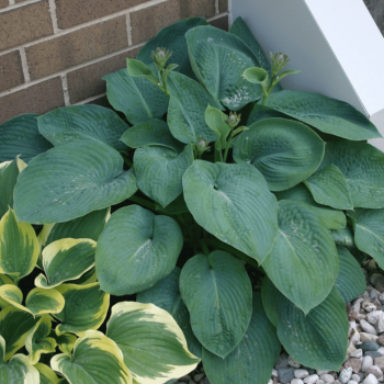 Hosta 'Big Daddy' /Hosta/ -...