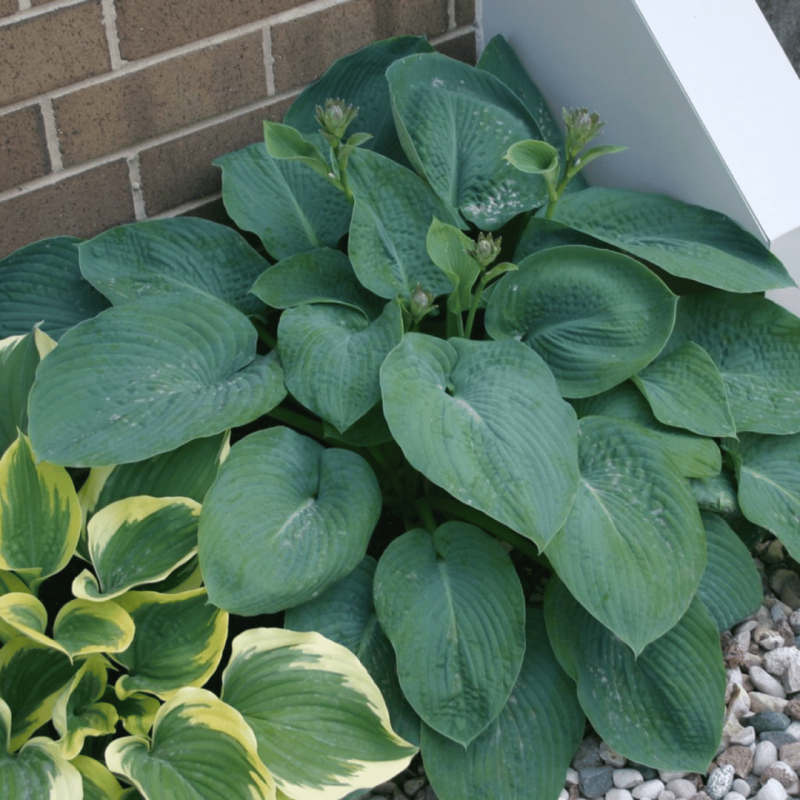 Hosta 'Big Daddy' /Hosta/ - C3 kont. -spēcīgs stāds