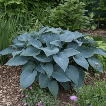 Hosta 'Halcyon' /Hosta/ -...