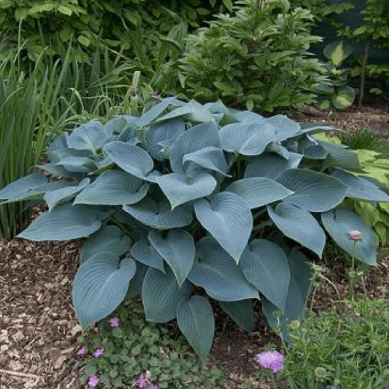 Hosta 'Halcyon' /Hosta/ - C3 kont. -spēcīgs stāds