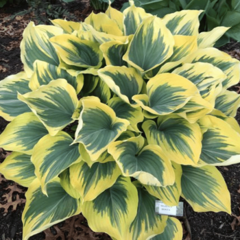 Hosta 'Majesty' /Hosta/ -...