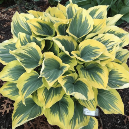 Hosta 'Majesty' /Hosta/ - C3 kont. -spēcīgs stāds