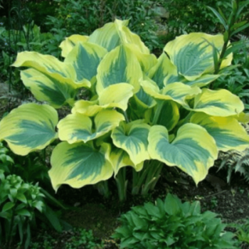 Hosta 'Majesty' /Hosta/ - C3 kont. -spēcīgs stāds